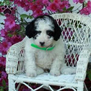 Sally, Miniature Poodle Puppy