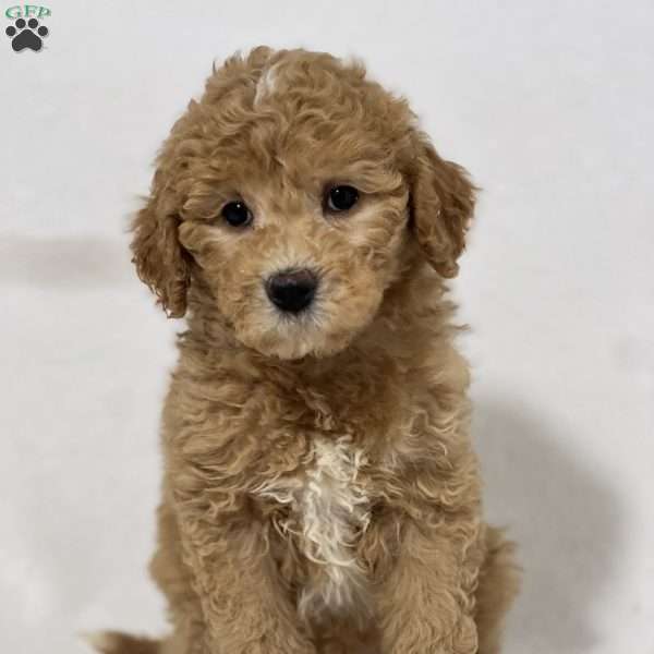 Sam, Mini Goldendoodle Puppy