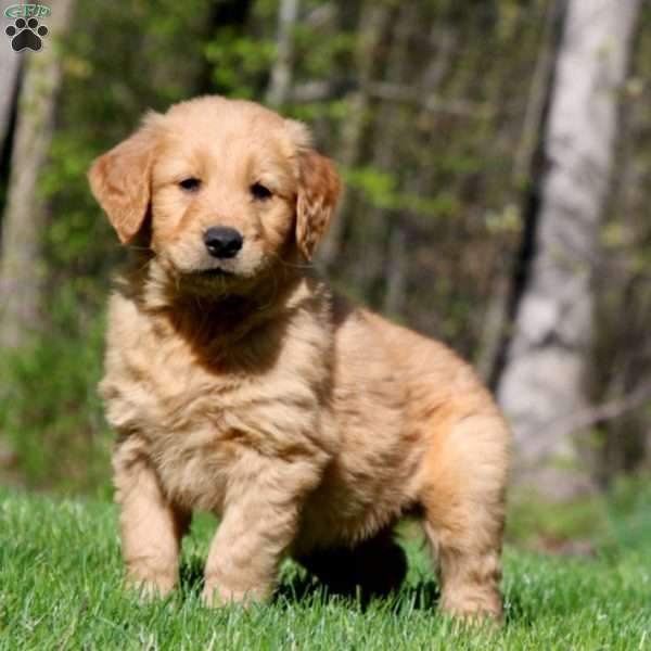 Sammy, Golden Retriever Puppy