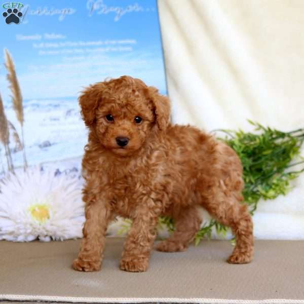 Sammy, Toy Poodle Puppy