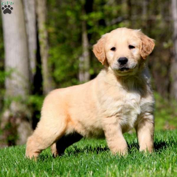 Sarge, Golden Retriever Puppy