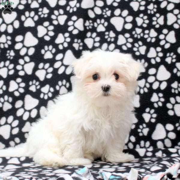 Sasha, Maltese Puppy