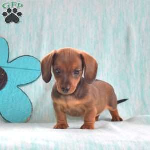 Scooby – Mini, Dachshund Puppy