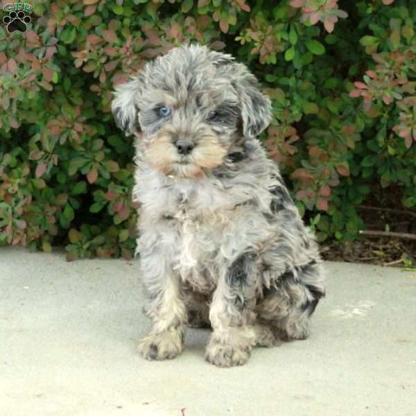 Scooter, Mini Schnoodle Puppy