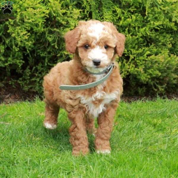 Scooter, Mini Goldendoodle Puppy