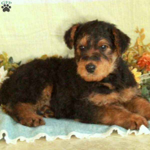 Scotty, Airedale Terrier Puppy