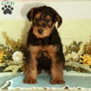 Scotty, Airedale Terrier Puppy