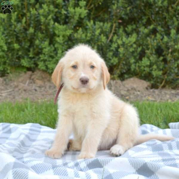 Scout, Labradoodle Puppy