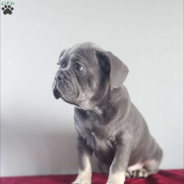 Barny, French Bulldog Puppy