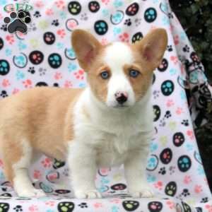 Pembroke Welsh Corgi Puppies for Sale - Greenfield Puppies