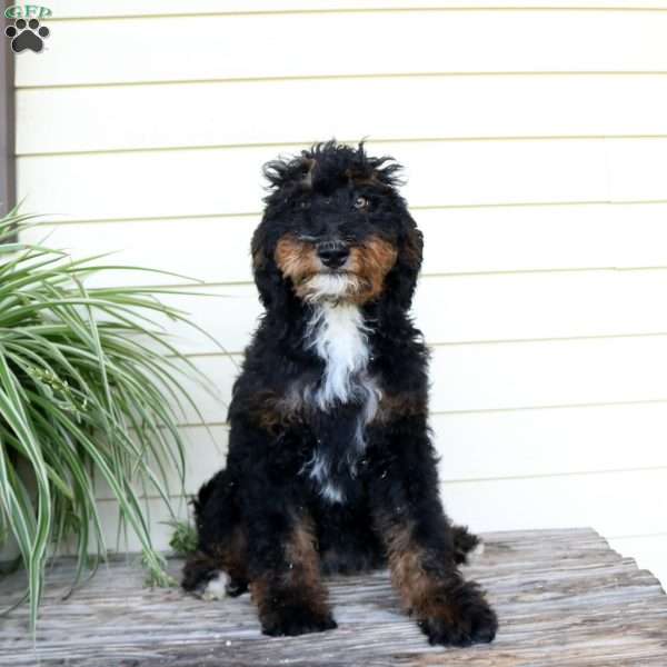 Serena, Bernedoodle Puppy