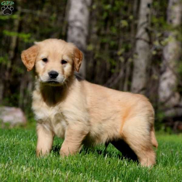 Seth, Golden Retriever Puppy
