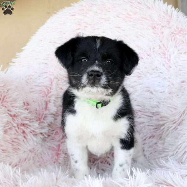 Shadow, Miniature Poodle Mix Puppy