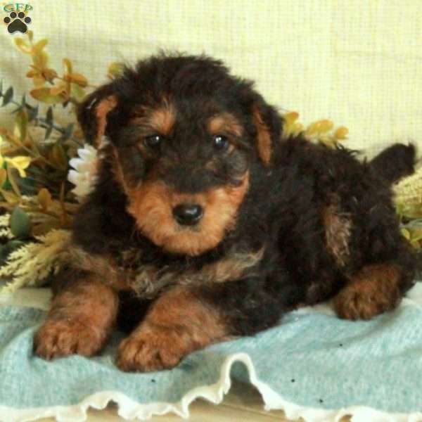 Shelby, Airedale Terrier Puppy