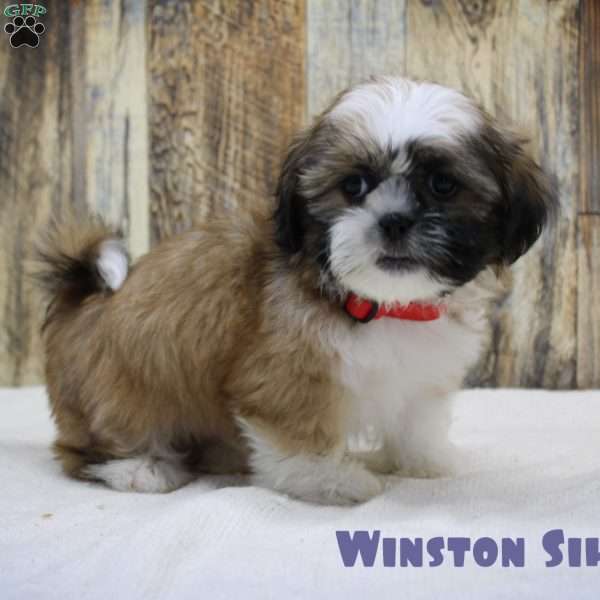 Winston, Shih Tzu Puppy