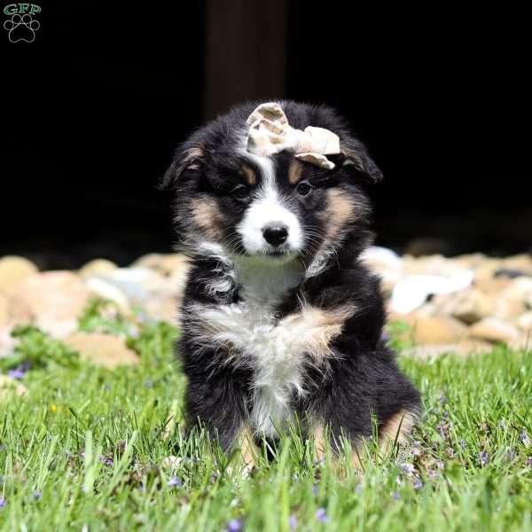 Shinx, Miniature Australian Shepherd Puppy