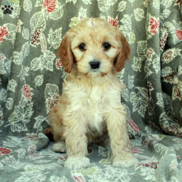 Shirley, Cavapoo Puppy