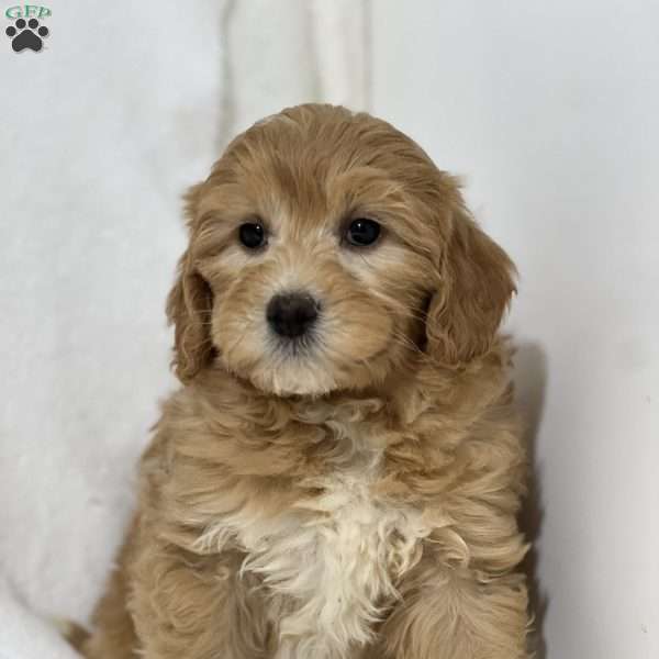 Sidney, Mini Goldendoodle Puppy