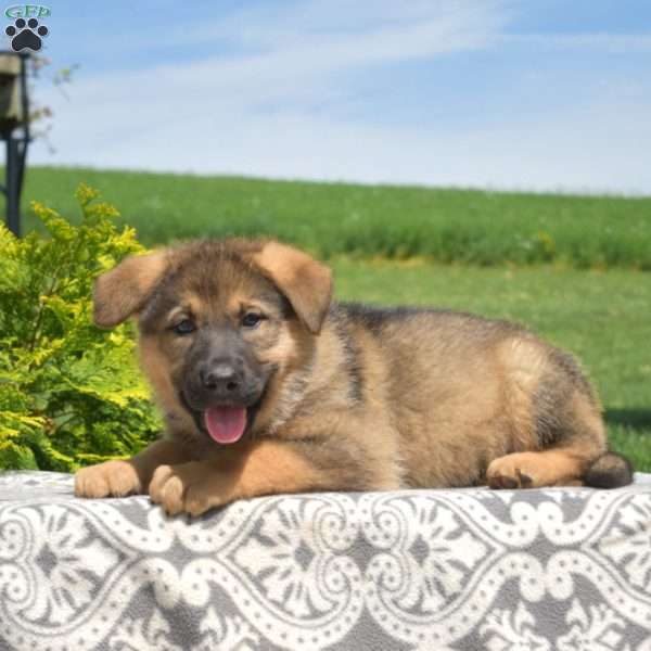 Sierra, German Shepherd Puppy
