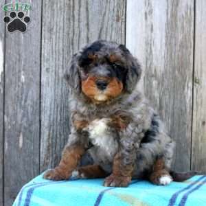 Silas, Bernedoodle Puppy