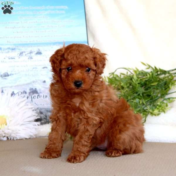 Simba, Toy Poodle Puppy