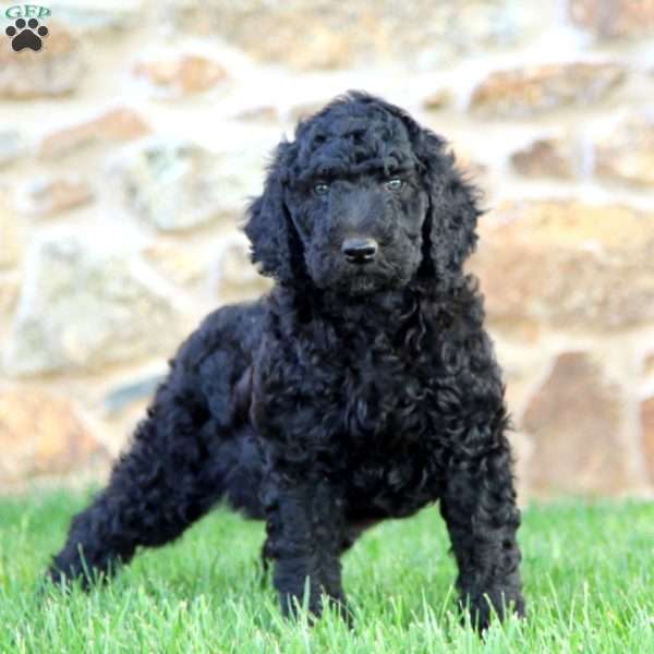 Simba, Standard Poodle Puppy
