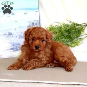 Simba, Toy Poodle Puppy