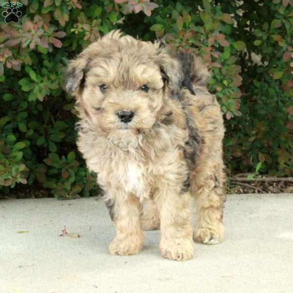 Skippy, Mini Schnoodle Puppy