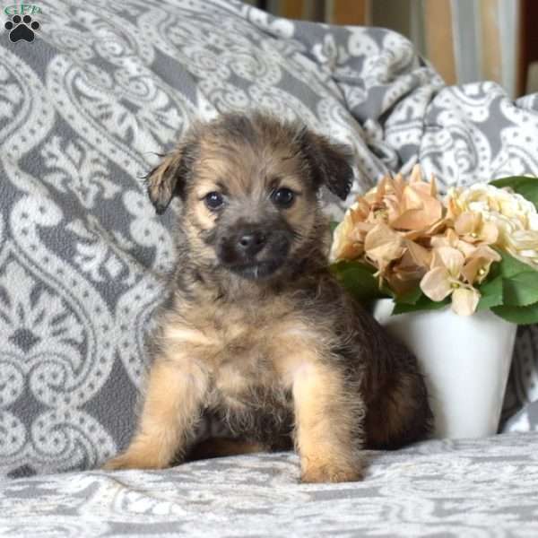 Snickers, Cairn Terrier Mix Puppy
