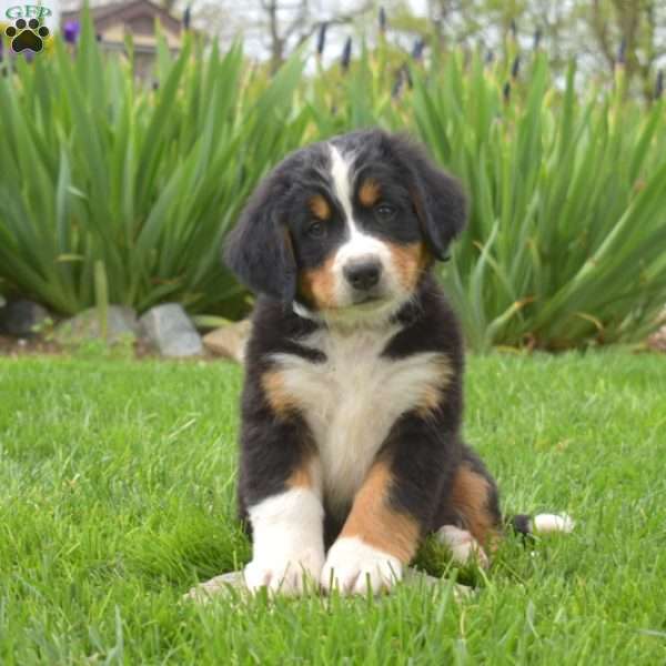 Snickers, Bernese Mountain Dog Puppy
