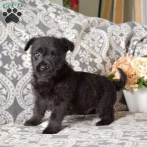 Snoopy, Cairn Terrier Mix Puppy
