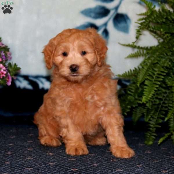 Snoopy, Goldendoodle Puppy