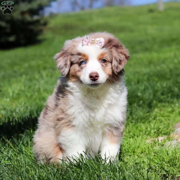 Sobble, Miniature Australian Shepherd Puppy