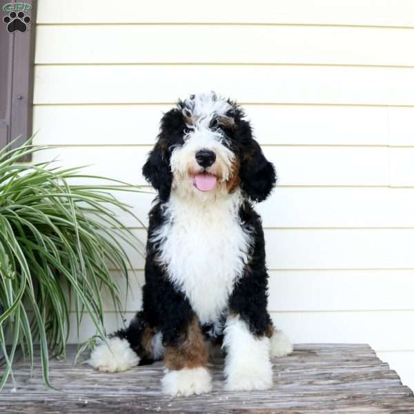 Sonya, Bernedoodle Puppy