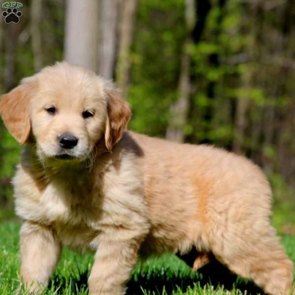 Special, Golden Retriever Puppy