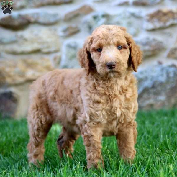 Special, Standard Poodle Puppy