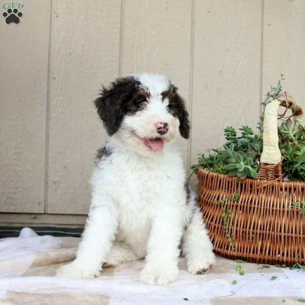 Spencer, Bernedoodle Puppy