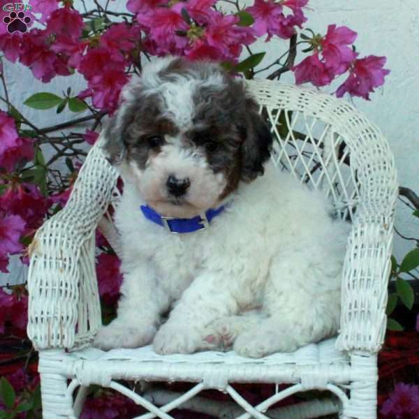 Stanley, Miniature Poodle Puppy