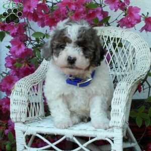 Stanley, Miniature Poodle Puppy