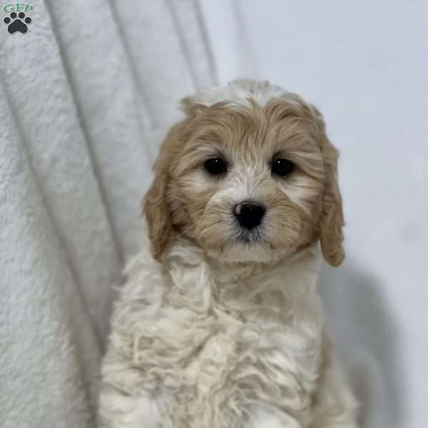 Stella, Mini Goldendoodle Puppy