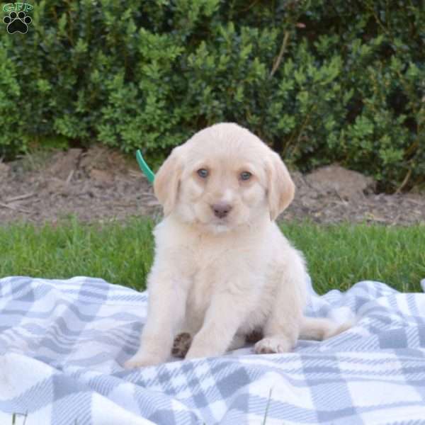 Sugar, Labradoodle Puppy