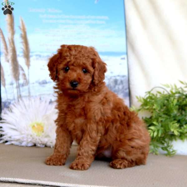 Sugar, Toy Poodle Puppy