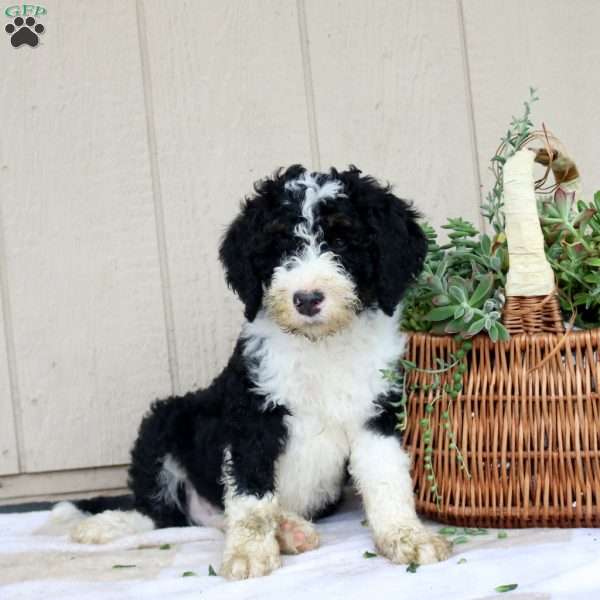 Sully, Bernedoodle Puppy