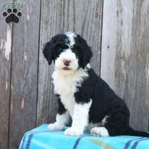 Sully, Bernedoodle Puppy