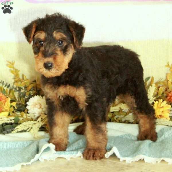 Sunny, Airedale Terrier Puppy