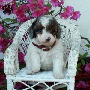 Susie, Miniature Poodle Puppy