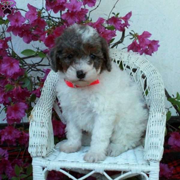 Sweetie, Miniature Poodle Puppy