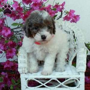 Sweetie, Miniature Poodle Puppy