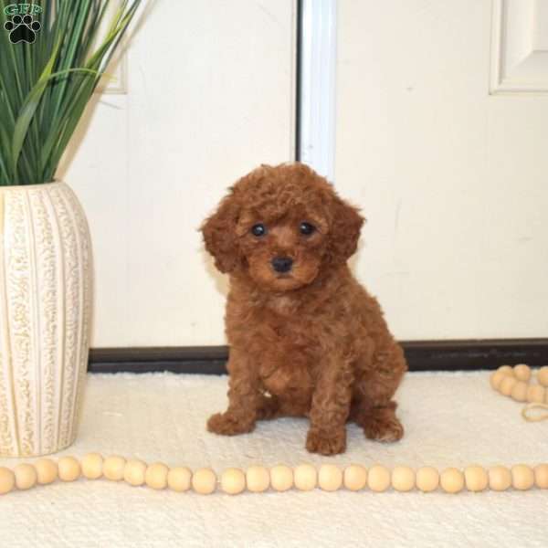 Taffy, Miniature Poodle Puppy