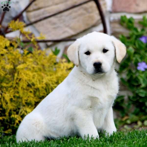 Tammy, Golden Labrador Puppy